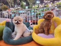 펫조이 별내 애견호텔 애견유치원