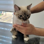 야옹이 GROOMING