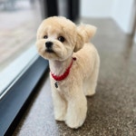 비앤비그루밍