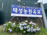 태성농원육묘