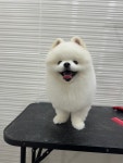 엘린퍼피