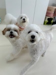 굿댕스쿨 애견유치원훈련&미용&호텔