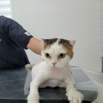 야옹이 GROOMING