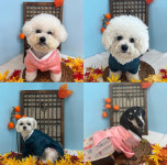 리츠펫 서산 호수공원점