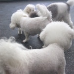 웬만해선 개들을 막을 수 없다