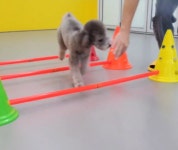 옐레드 애견유치원&애견호텔 대구신월성점