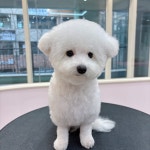빛나개