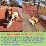 리츠펫 서산 호수공원점