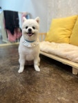 베베몽몽