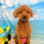 까망코살롱
