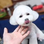 도그트리 애견미용실