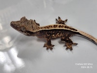 크레세오
