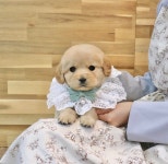 오독안심분양센터 강아지분양 고양이분양 목동점