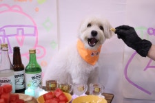 퍼피스프링 부천점