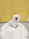 몽몽쓰