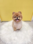 몽몽쓰