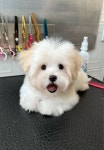 우아퍼피