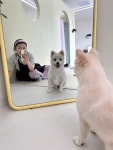 차차펫살롱