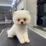 서산애견미용학원