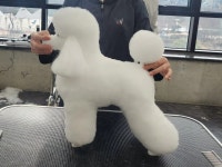 서산애견미용학원
