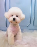 더웃개