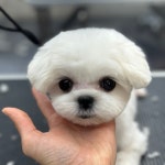 서산애견미용학원