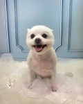 더웃개