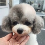 서산애견미용학원