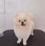 헬로퍼피