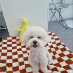 히히그루밍