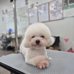 헬로퍼피