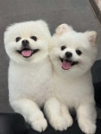 꿀멍꿀멍