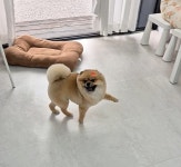 소중하개