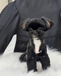 예쁘개해줄개