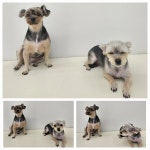 아모르펫살롱 본점