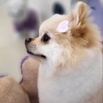 바바라 펫그루밍샵