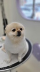 바바라 펫그루밍샵