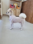 살롱드퍼피