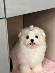 바닐라애견미용학원 순천점