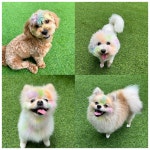 애견유치원&놀이방 미뇽