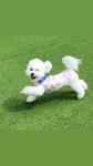 하울애견유치원
