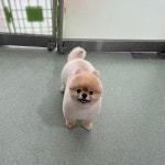 솔펫애견미용놀이터