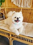 아지컷