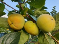 지리산 어울림농원