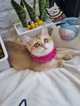 일산고양이 라라캣츠