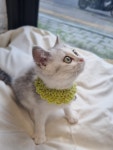 일산고양이 라라캣츠