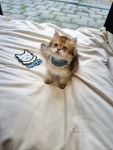 일산고양이 라라캣츠