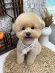 멍데렐라