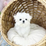 REAL DOGS 강아지분양 일산본점