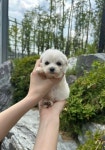 에르펫츠 강아지분양 고양이분양 다산점